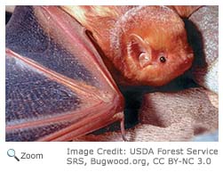 Eastern Red Bat