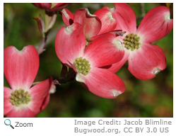 dogwood