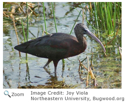 Glossy Ibis