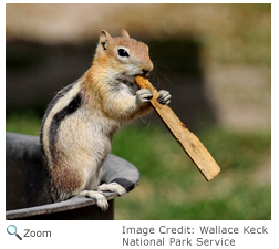 Golden-mantaled Ground Squirrel