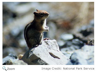 Golden-mantaled Ground Squirrel