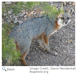 Gray Fox