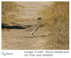 Greater Roadrunner