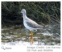 Greater Yellowlegs