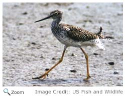 Greater Yellowlegs