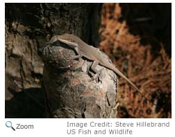 Green Anole