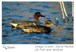 Green-winged Teal