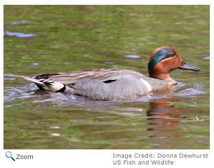 Green-winged Teal