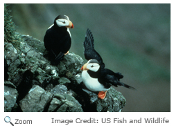 Horned Puffin