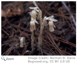 Indian Pipe