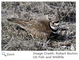 Killdeer