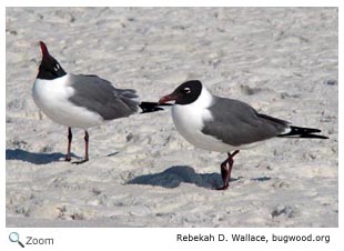 Laughing Gull