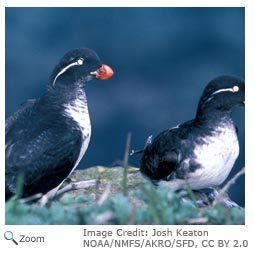 Least Auklet