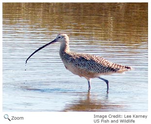 Long-billed Curlew