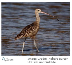 Long-billed Curlew