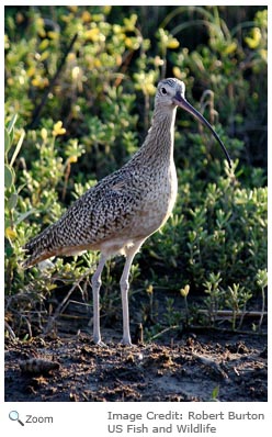 Long-billed Curlew