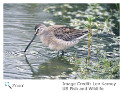 Long-billed Dowitcher