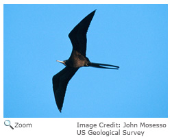 Magnificent Frigatebird