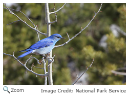 Mountain Bluebird