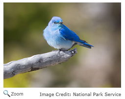 Mountain Bluebird