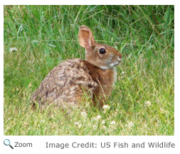 Eastern Cottontail