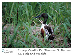 Northern Shoveler