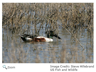 Northern Shoveler