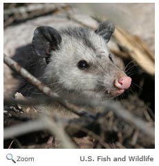 Opossum