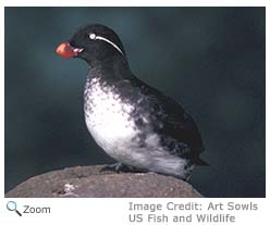 Parakeet Auklet