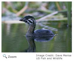 Pied-billed Grebe