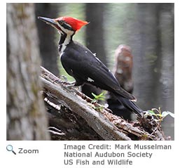 Pileated Woodpecker