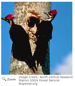 Pileated Woodpecker