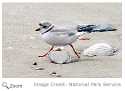 Piping Plover