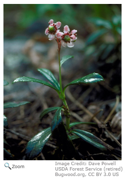 mountain laurel