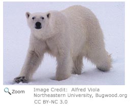 Polar Bear 