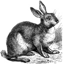 rabbit