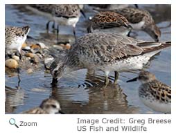 Red Knot