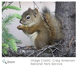 Red Squirrel