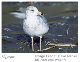 Ring-billed Gull