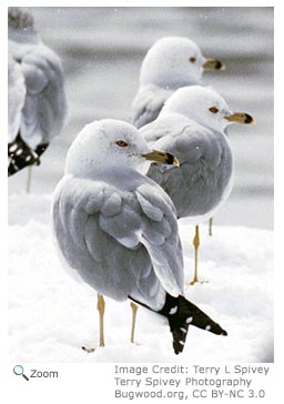 Ring-billed Gull