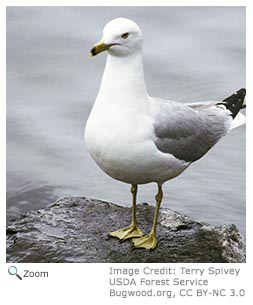 Ring-billed Gull