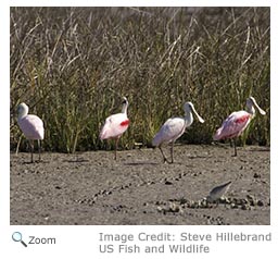 Roseate Spoonbill