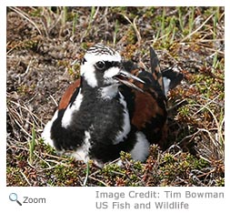 Ruddy Turnstone