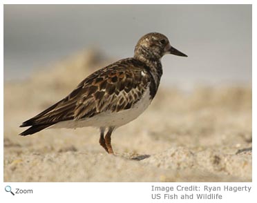 Ruddy Turnstone