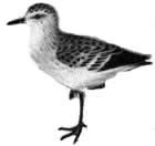 Semipalmated Sandpiper