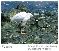 Snowy Egret