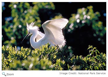 Snowy Egret