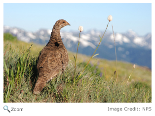 sooty Grouse