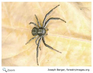 Spider