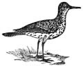 spotted sandpiper